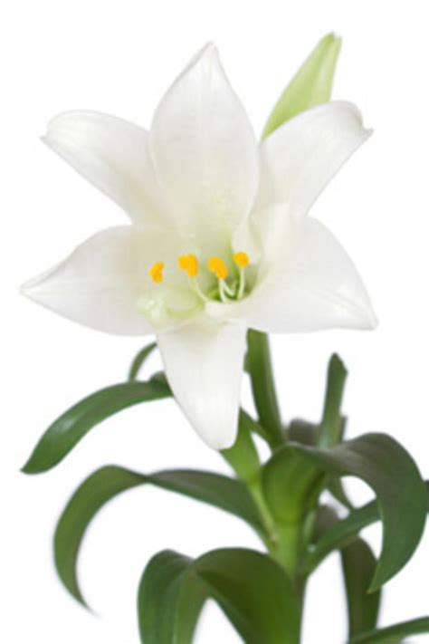 Easter Lilies Toxic For Cats Fda Warns Cbs News