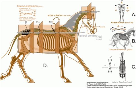 Equine And Science For Equine Professionals Spinal Movements In