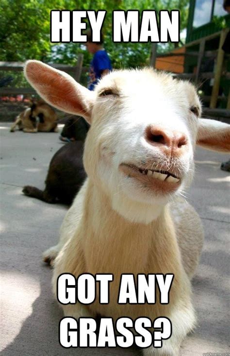 The Best Goat Memes Jokes And Puns Goats Funny Funny Goat Memes Funny Goat Pictures
