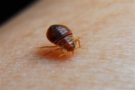 Bed Bug Bites Bed Bug Pest Control Company In London Providing