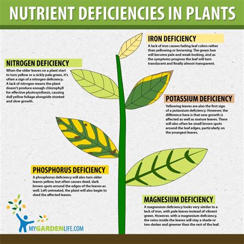 5 Common Nutrient Deficiencies In Plants