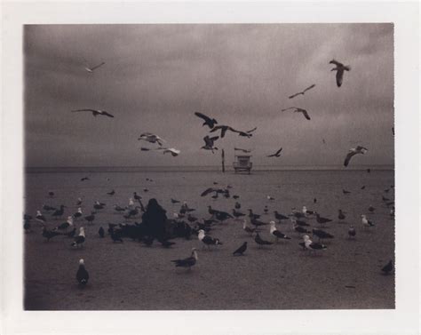 The Birds Land Camera 340 Polaroid 100 Sepia Film Ve Flickr