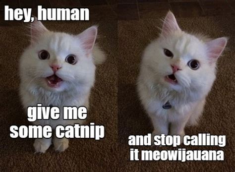 Nip By Any Other Name Lolcats Lol Cat Memes Funny Cats