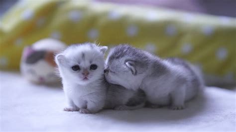 Baby Munchkin Kittens That Will Melt Your Heart Youtube