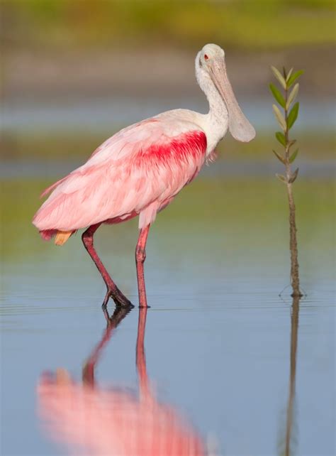 What Is The Pink Bird In Florida Flamingo Or Spoonbill Find Out