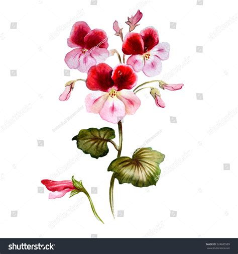 Geranium Watercolor Beautiful Flower Painting Hand Stock Illustration