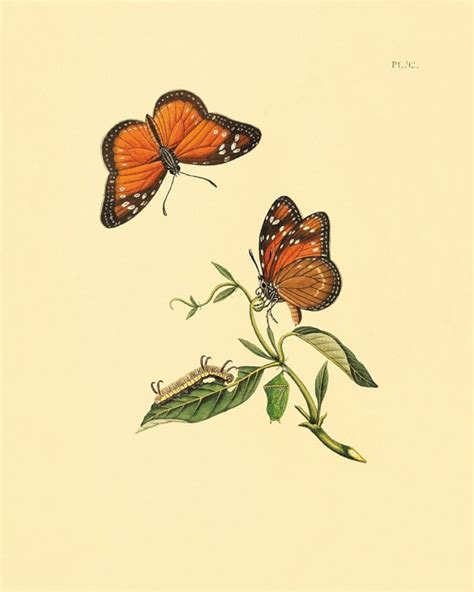Items Similar To Vintage Butterfly Print Nature Print