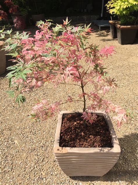 Coral Pink Japanese Maple The Shoot