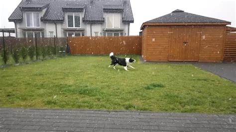 Watch How Happy This Border Collie Is Upon Discovering Snow For The