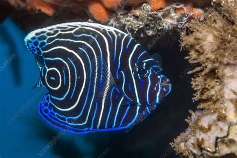 Juvenile Emperor Angelfish On Reef Bali Indonesia Stock Image