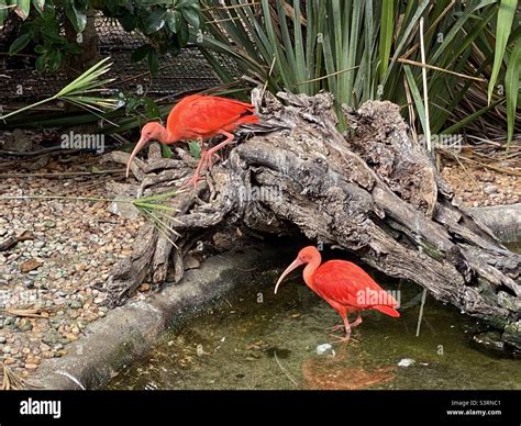Two Scarlet Ibis Birds In A Wildlife Park Stock Photo Alamy