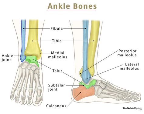 Ankle Bones Names And Anatomy With Labeled Diagrams