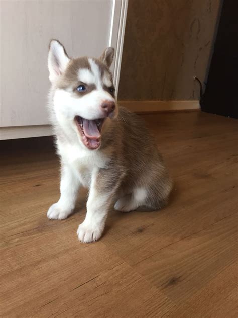 Look at pictures of husky puppies who need a home. Siberian Husky Puppy For Sale | Skelmersdale, Lancashire ...