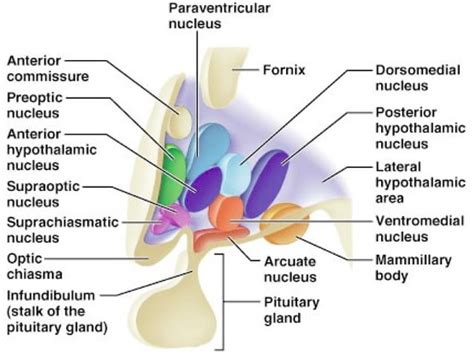 Anatomy Of Diencephalon Ppt