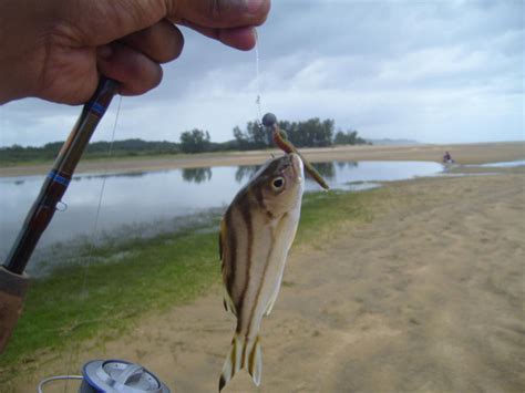 South African Thornfish Sea Tigerfish Photos And Pictures