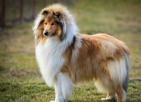 Rough Collie Dog Breed Facts And Advice Mypetzilla Uk