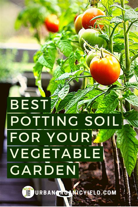 Best Potting Soils For Your Vegetables Grown In Containers Vegetable