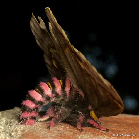 Saturniid Moth Paradirphia Andicola Moth Arthropods Creature Design