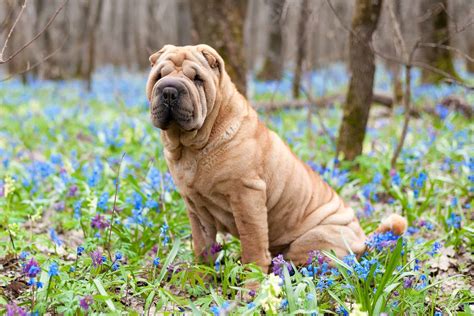 How Much Does A Shar Pei Cost 2023 Price Guide