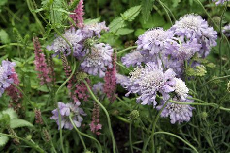 Growing Conditions For Scabiosa Flowers How To Care For Scabiosa