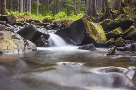 Forest River Stream Water Slowly Flow Stock Photo Image Of Creek