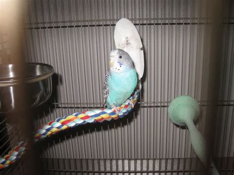 What To Expect When You Bring Home Your New Parakeet Homekeethome