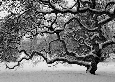 20 Beautiful Black And White Nature Photography