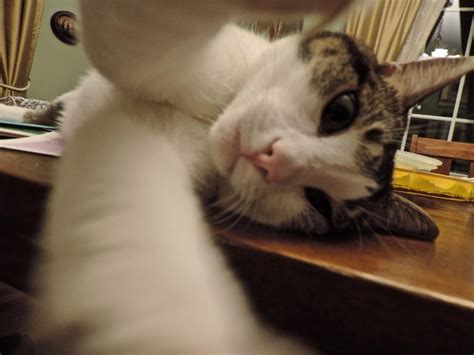 37 Cats Taking Selfies That Are Too Funny To Ignore Viralscape