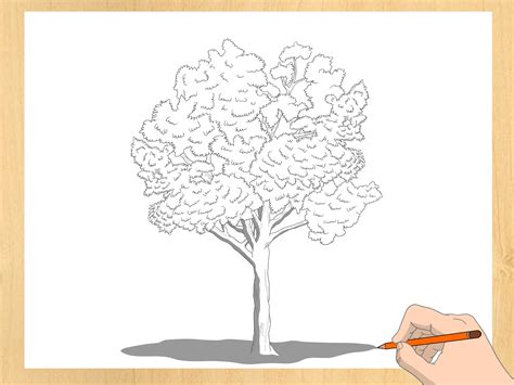 3 Manières De Dessiner Un Arbre Wikihow