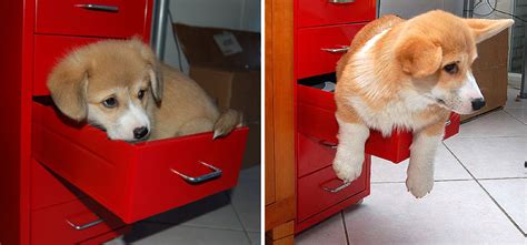21 Before And After Photos Of Dogs Growing Up Bored Panda