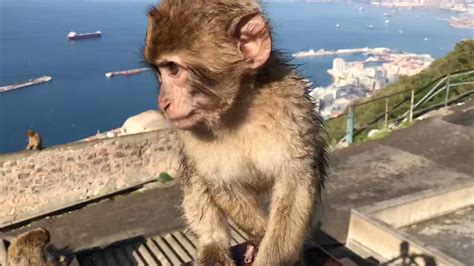 Cute Gibraltar Baby Monkey Youtube