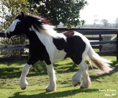 Gypsy Vanner Horse For Sale Gelding Piebald Maverick