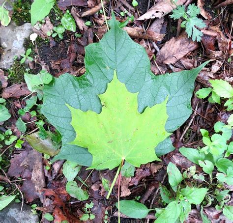 Acer Nigrum Black Maple Trees Canadensis