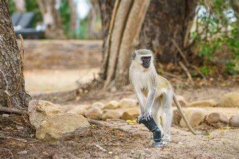 Vervet Monkey In Kruger National Park Mpumalanga South Africa 2 Stock