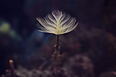 The Beauty Of Small Things Photography Great Inspire