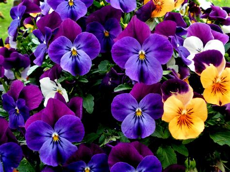 Pansy Wallpaper 58 Images