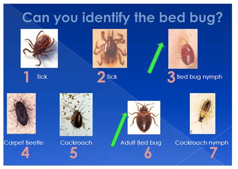 How To Identify Bed Bugs Bed Bugs Northwest