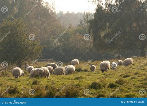 Sheep In Autumn Mist Stock Image Image Of Landscape 21499403