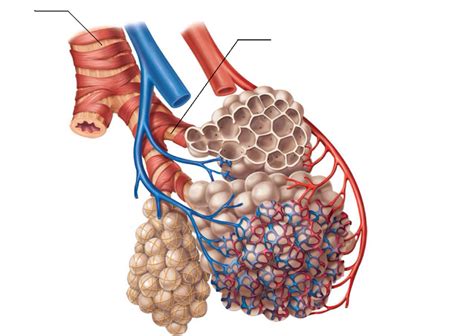 Alveoli Anatomy Function And Clinical Points Kenhub Zohal