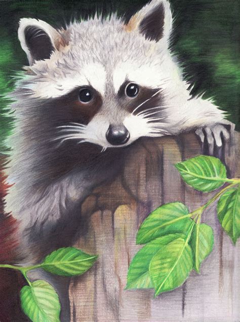 Raccoon Animal Drawings Animal Paintings Raccoon Art