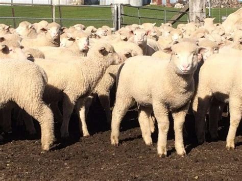 Lamb Prices Suffer Big Weekly Corrections And Buyers Switch To Ewe
