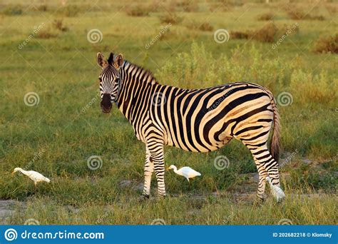 The Plains Zebra Equus Quagga Formerly Equus Burchellii Also Known As