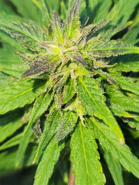 Non Feminized Photoperiod Collection | jeanosgenetics.com