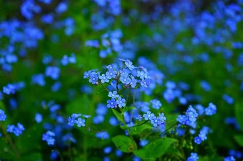 10 Plantes Vivaces à Fleurs Bleues Quil Faut Avoir Dans Son Jardin