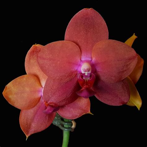 Allura™ Series Orchids Love Flowers Phalaenopsis