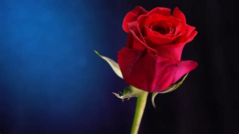 12,917 free images of love flower. Free photo: Red Beautiful Flower - Artistic, Petal ...