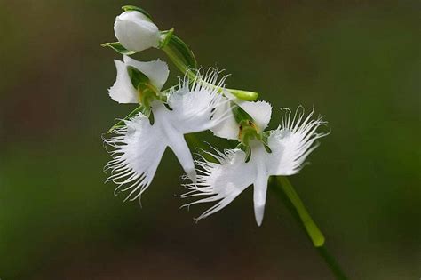 White Egret Orchid Flowers Habenaria Radiata Viable Seeds Etsy Uk