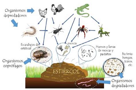 Ejemplo De Los Diferentes Organismos Microscópicos Y Macroscópicos Que