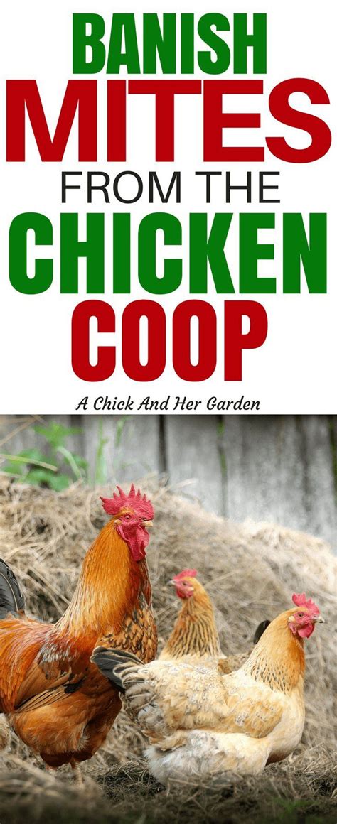 How To Treat Your Chicken Coop For Mites Chicken Coop Portable