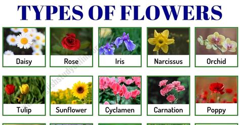 types of flowers different kinds of flowers with names and pictures eathappyproject